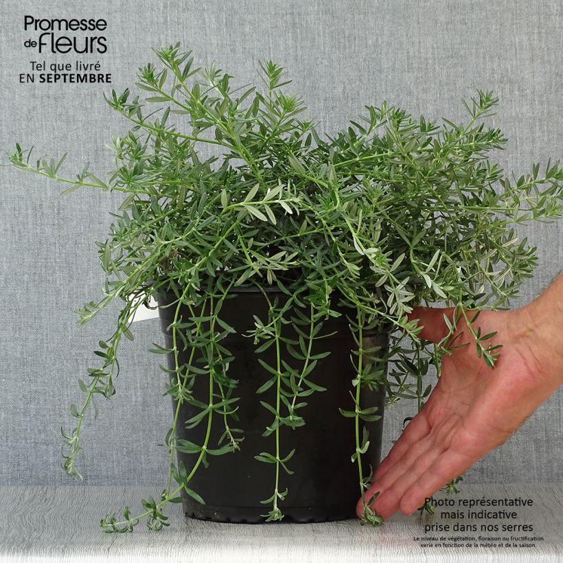 Amostra de Westringia fruticosa Mundi Vaso de 3 L/4 L tal como entregue no outono