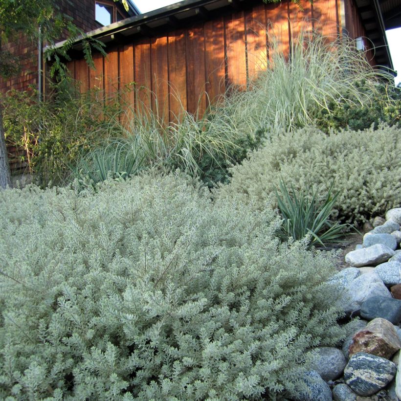 Westringia fruticosa Mundi (Hábito)