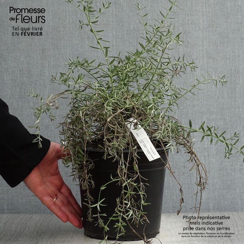 Amostra de Westringia fruticosa Mundi - Romarin d'Australie Vaso de 3 L/4 L tal como entregue no inverno