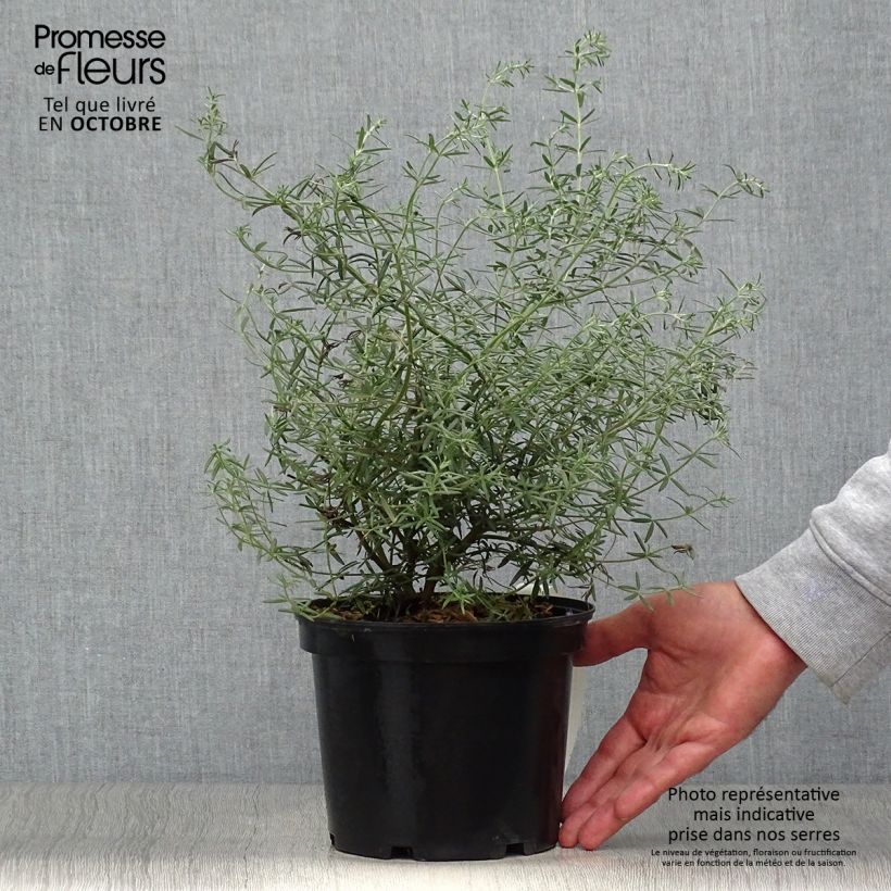 Amostra de Westringia fruticosa Vaso de 2 L/3 L tal como entregue no outono