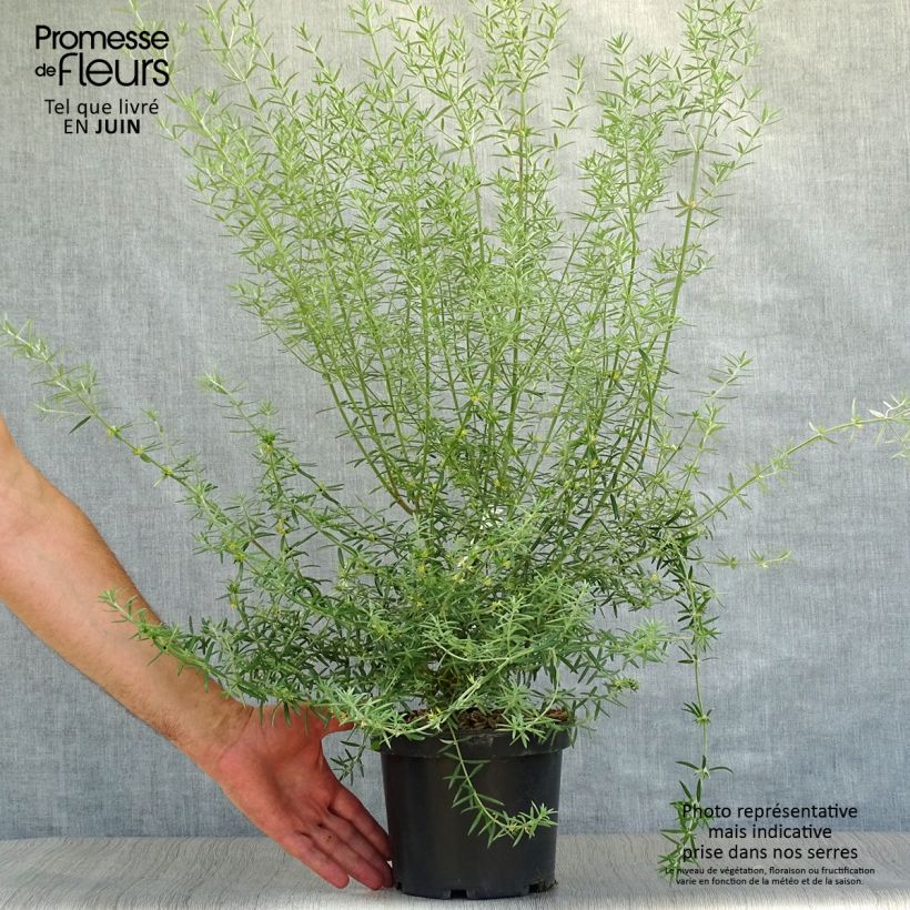 Amostra de Westringia fruticosa Vaso de 2 L/3 L tal como entregue no verão