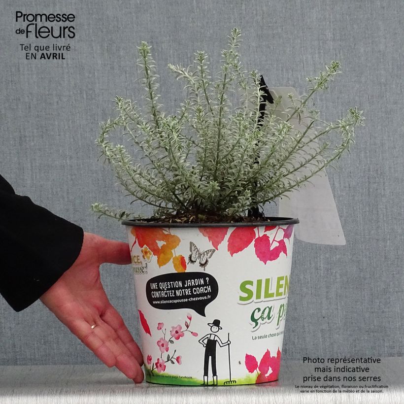 Amostra de Westringia fruticosa Smookie Vaso de 3 L/4 L tal como entregue na primavera