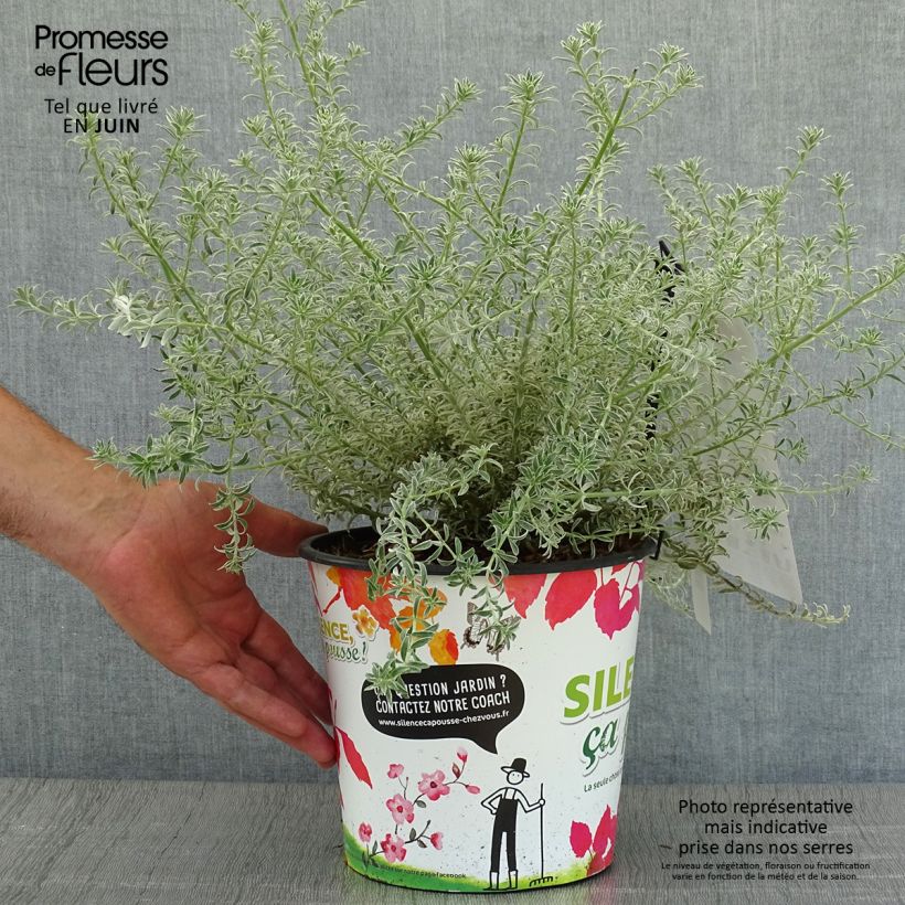 Amostra de Westringia fruticosa Smookie Vaso de 3 L/4 L tal como entregue no verão