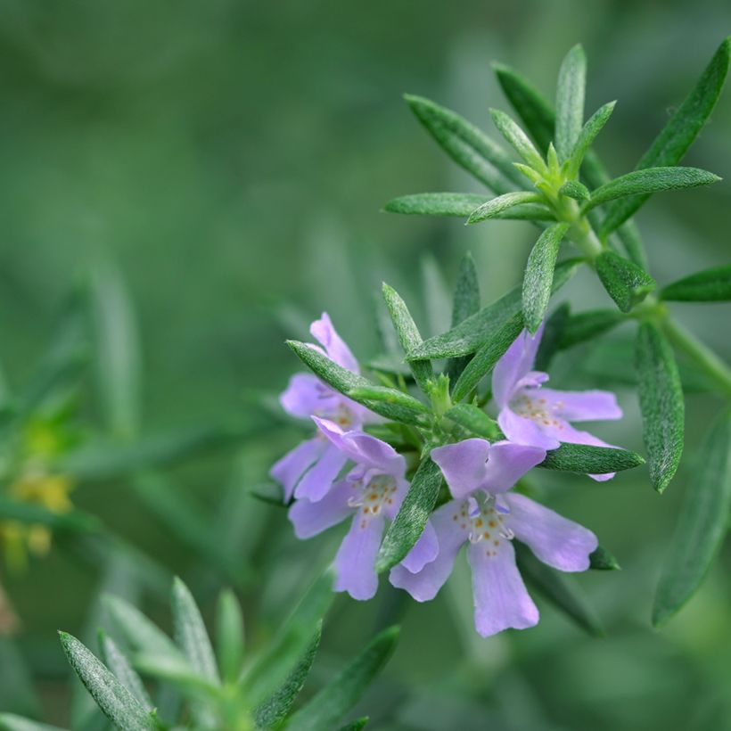 Westringia glabra (Folhagem)
