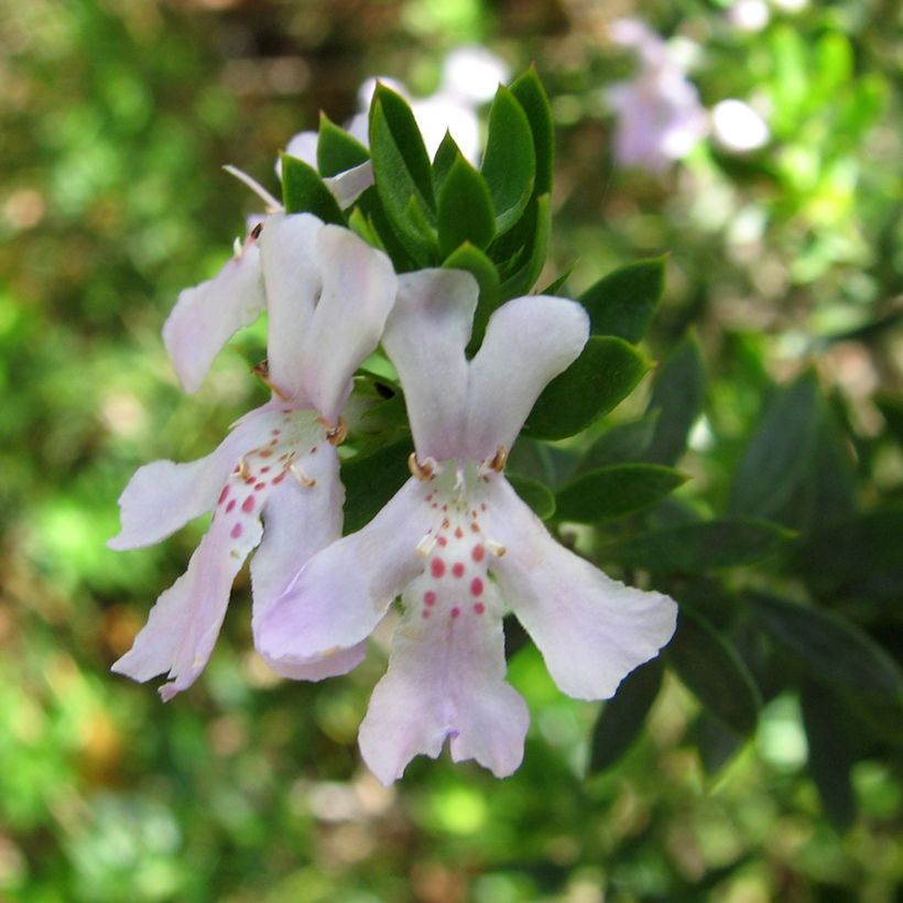 Westringia glabra (Floração)