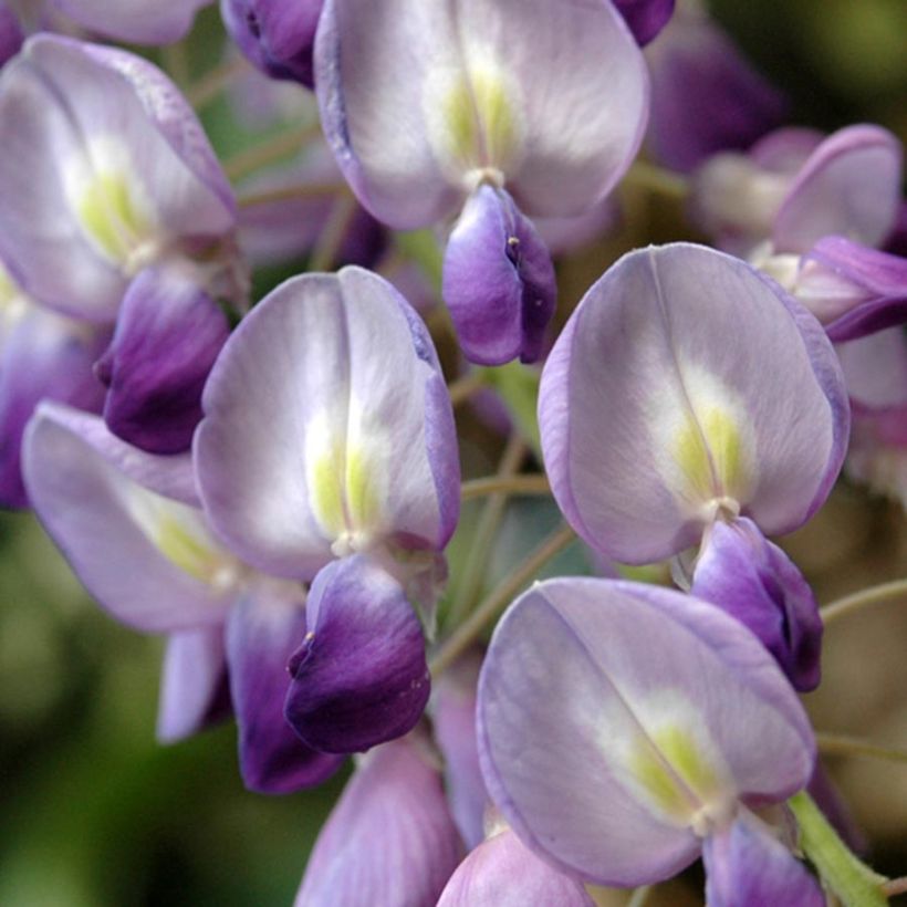 Wisteria floribunda - Glicínia (Floração)