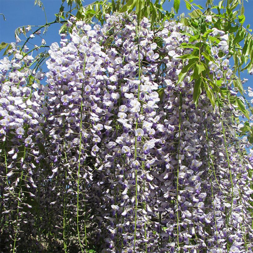 Wisteria floribunda Macrobotrys - Glicínia-japonesa (Floração)