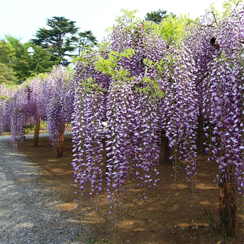 Wisteria floribunda Macrobotrys - Glicínia-japonesa (Hábito)