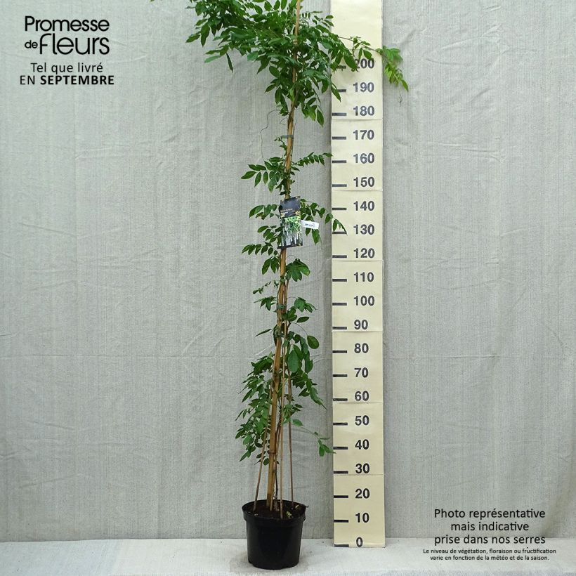 Amostra de Wisteria floribunda Shiro-noda - Glicínia-japonesa Vaso de 4 L/5 L tal como entregue no outono