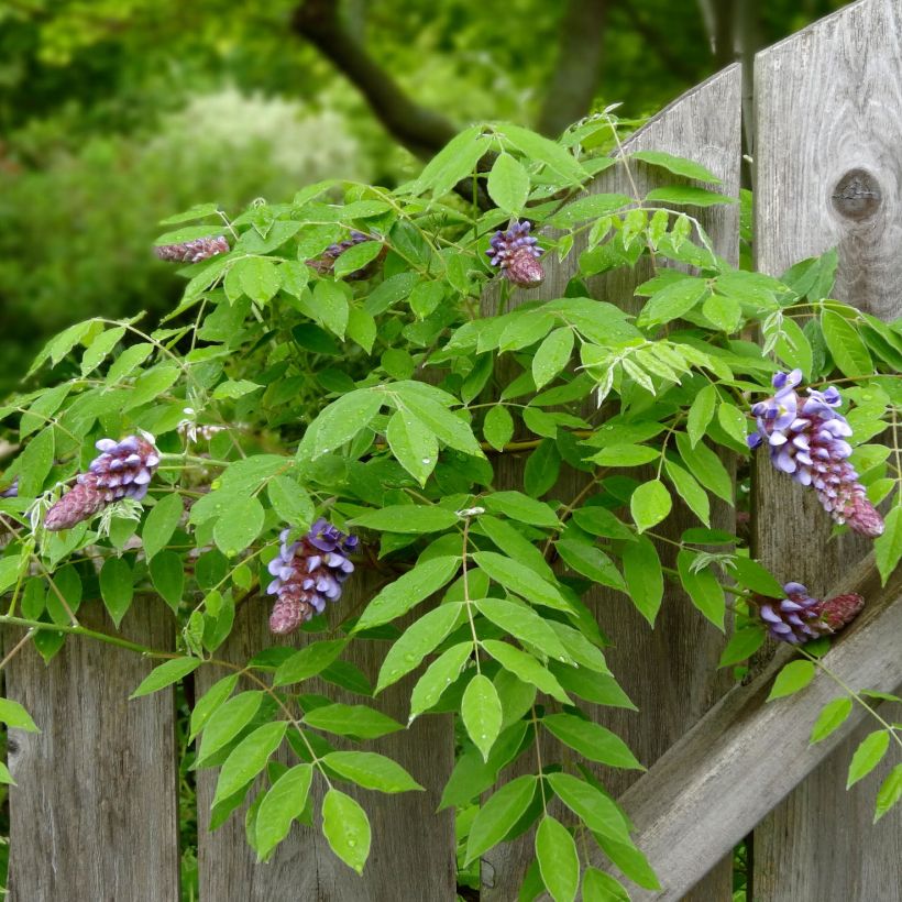 Wisteria frutescens Amethyst Falls - Glicínia (Folhagem)