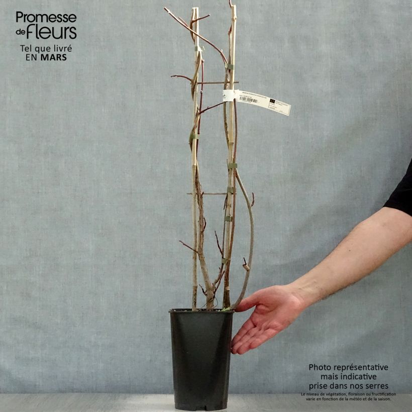 Amostra de Wisteria frutescens Amethyst Falls - Glicínia Vaso de 3 L/4 L tal como entregue na primavera