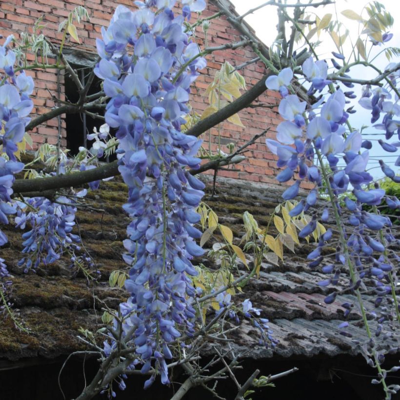Wisteria frutescens var. macrostachya Blue Moon - Glicínia americana (Floração)