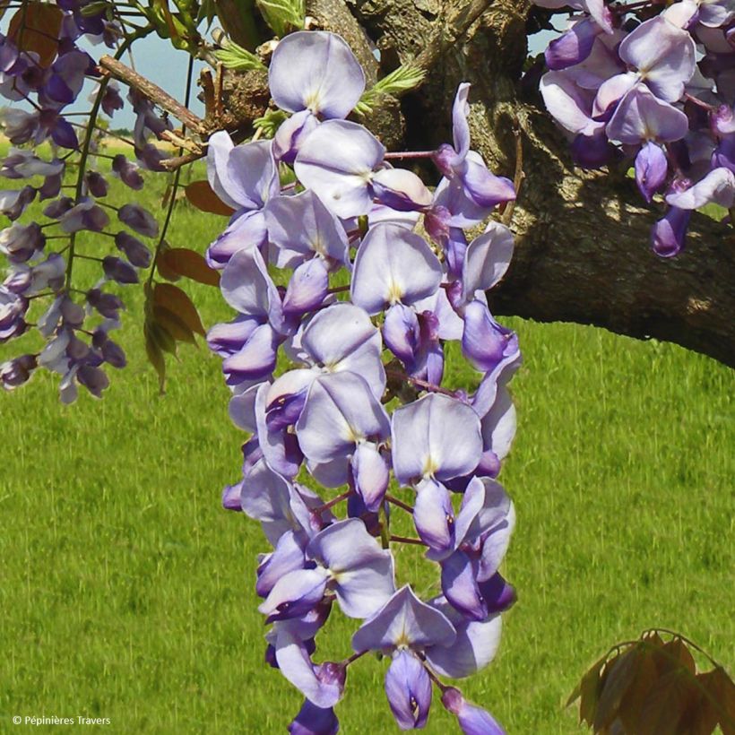 Wisteria sinensis Blue Line - Glicínia (Floração)