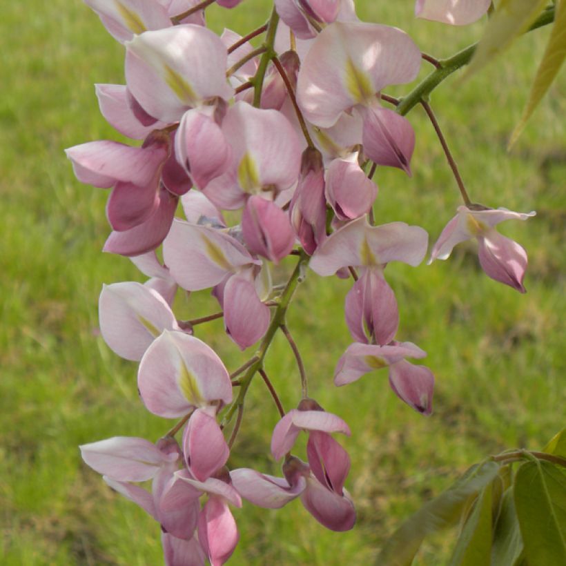 Wisteria venusta Rosea - Glicínia (Floração)