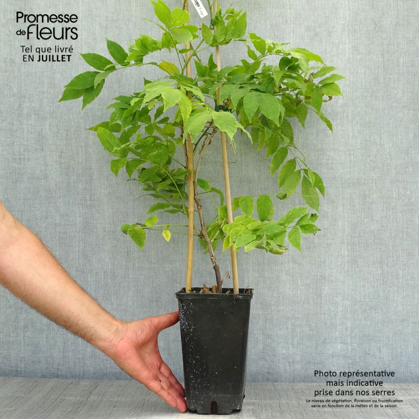 Amostra de Wisteria venusta Rosea - Glicínia Vaso de 2 L/3 L tal como entregue no verão