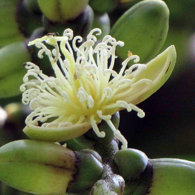 Wodyetia bifurcata (Floração)