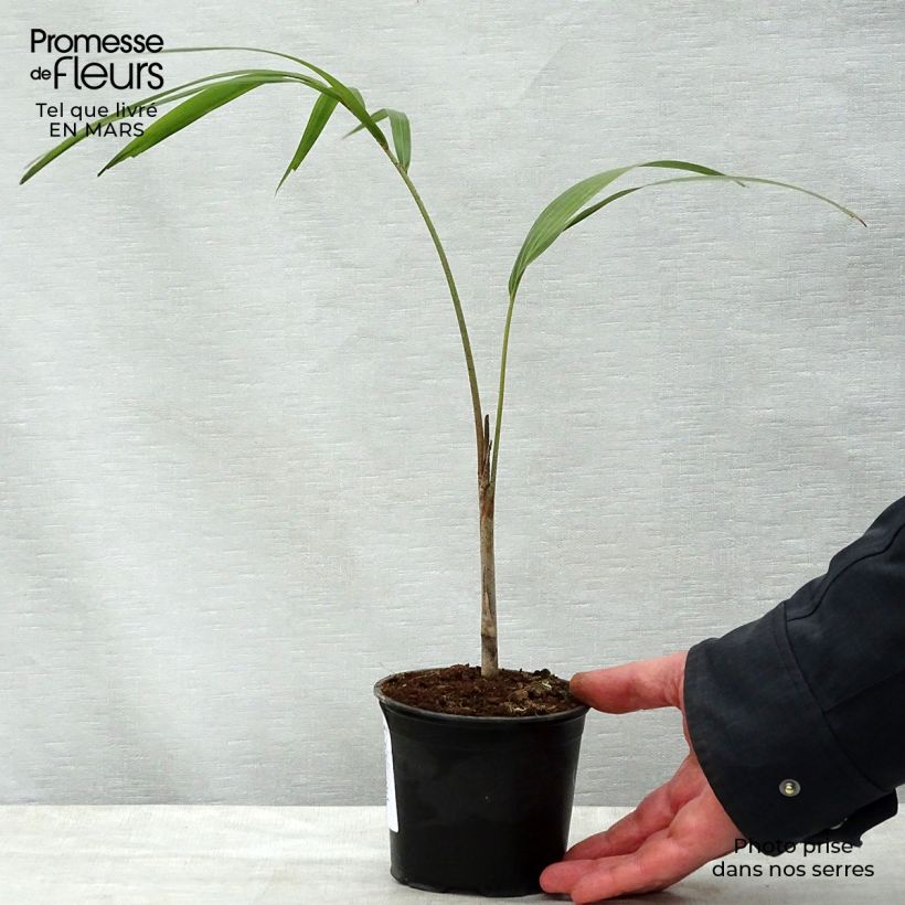 Amostra de Wodyetia bifurcata - Palmier queue-de-renard Pot de 20L/25L tal como entregue na primavera