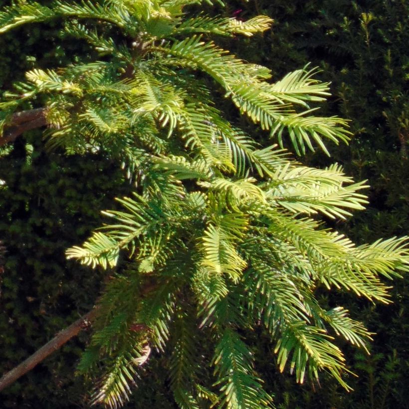 Wollemia nobilis (Folhagem)