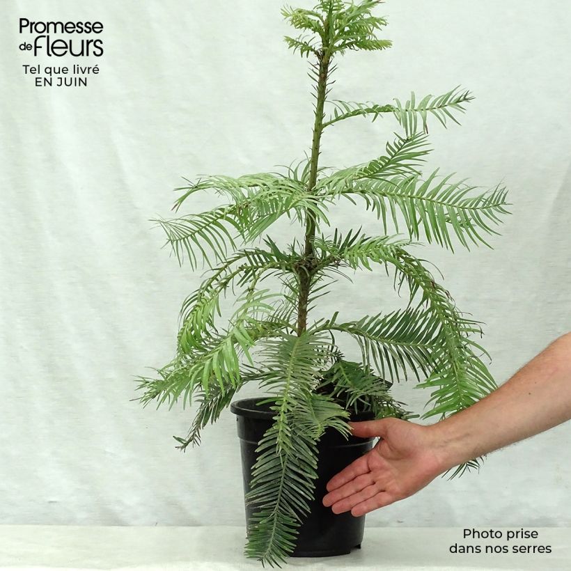 Amostra de Wollemia nobilis Vaso de 6 L/7 L tal como entregue no verão