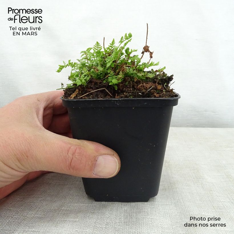 Amostra de Woodsia obtusa Vaso de 8/9 cm tal como entregue na primavera