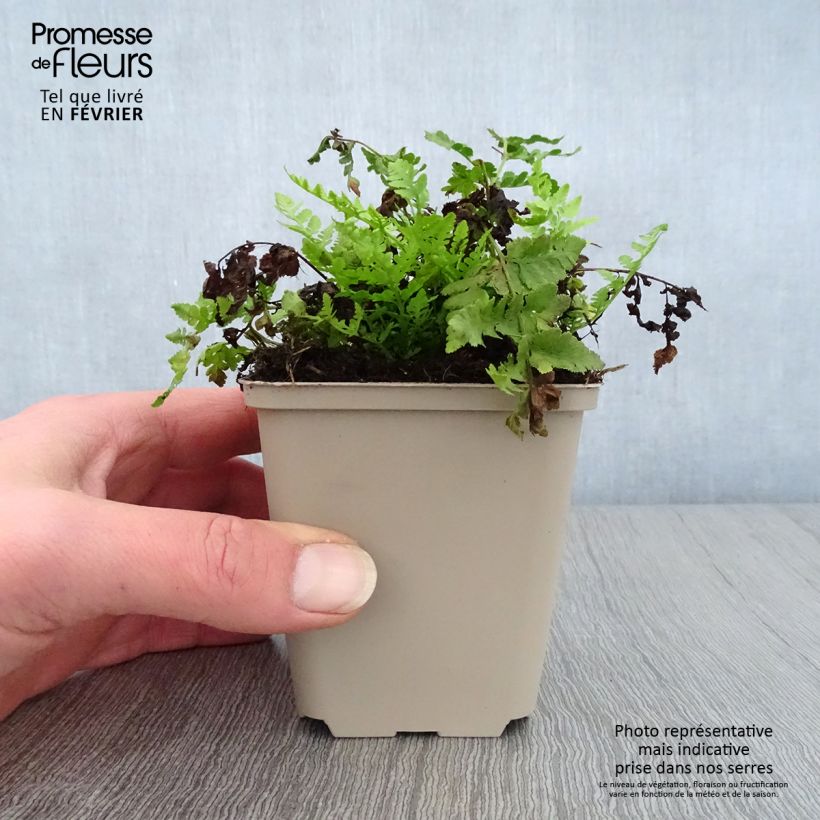 Amostra de Woodsia obtusa - Fougère Vaso de 8/9 cm tal como entregue no inverno