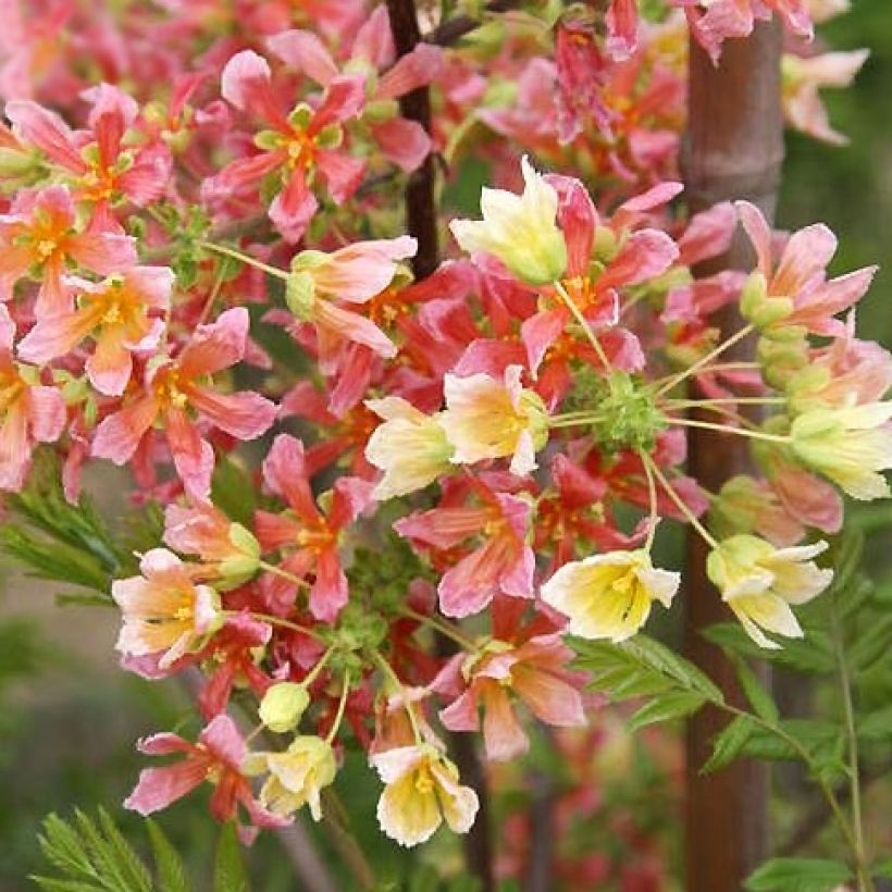 Xanthoceras sorbifolium Happy Orange (Floração)