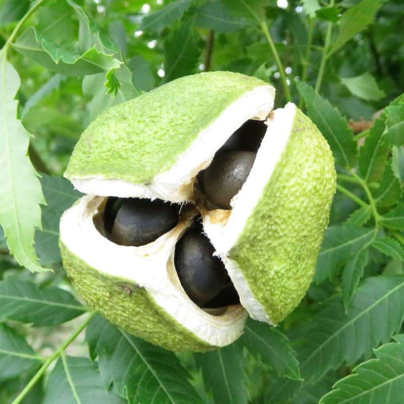 Xanthoceras sorbifolium Happy Orange (Colheita)