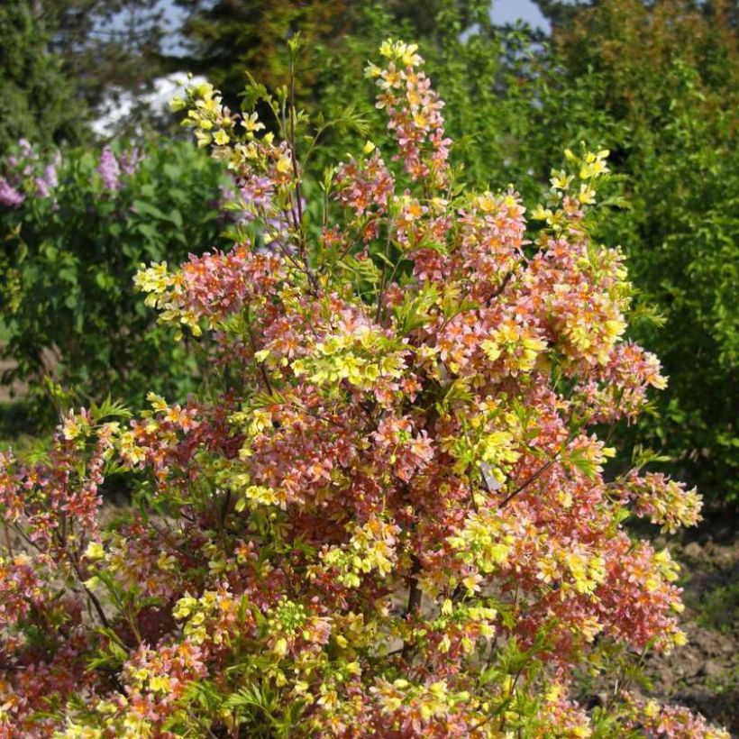 Xanthoceras sorbifolium Happy Orange (Hábito)
