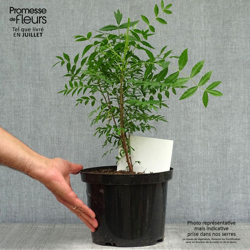 Amostra de Xanthoceras sorbifolium Vaso de 3 L/4 L tal como entregue no verão