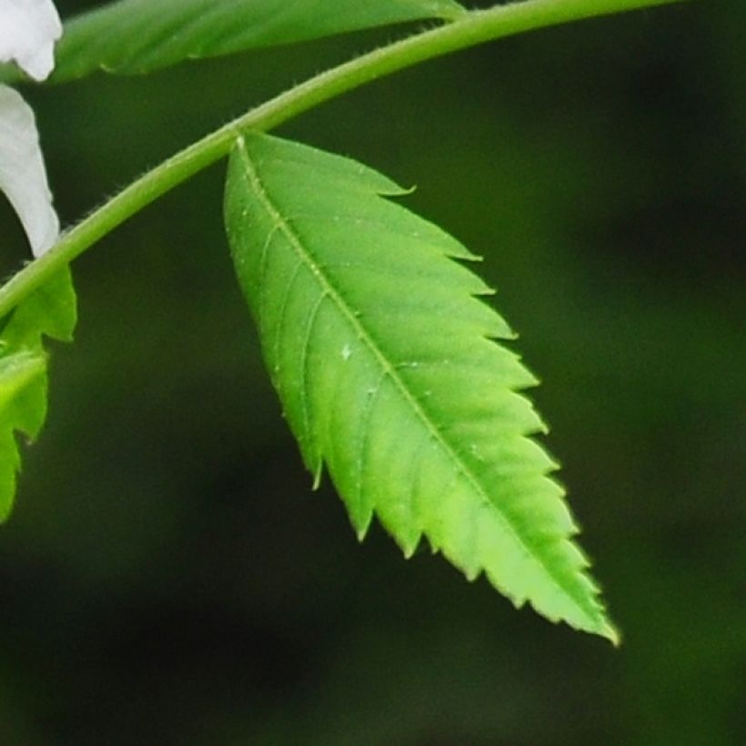 Xanthoceras sorbifolium (Folhagem)