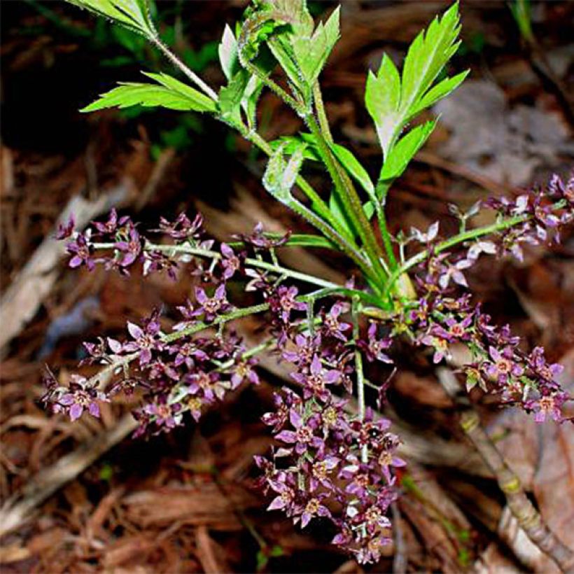 Xanthorhiza simplicissima (Floração)