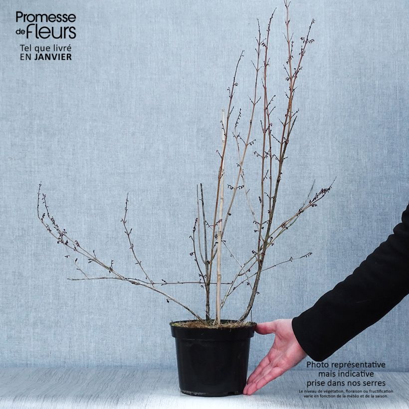 Amostra de Xanthorhiza simplicissima Vaso de 2 L/3 L tal como entregue no inverno