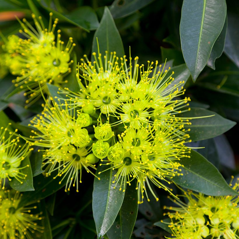 Xanthostemon chrysanthus (Floração)