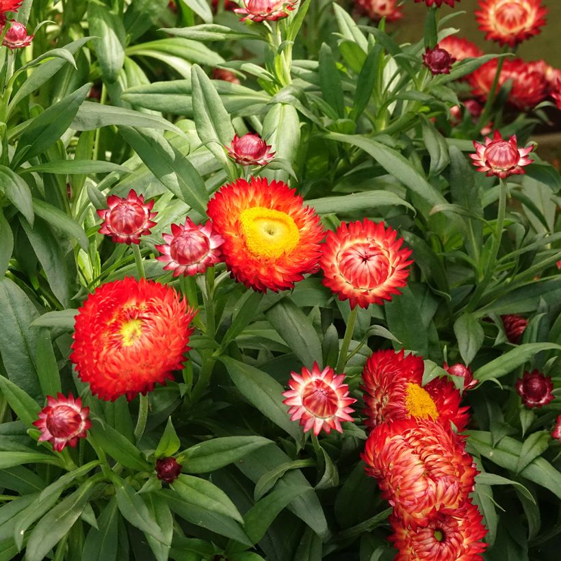 Xerochrysum bracteatum Granvia Red Flame (Floração)