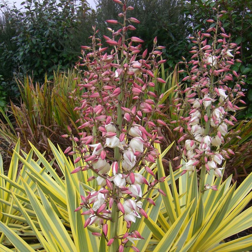 Yucca recurvifolia Bright Star (Floração)