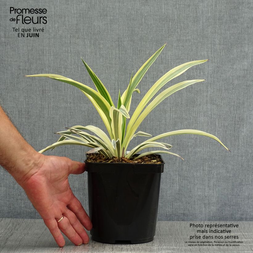 Amostra de Yucca recurvifolia Bright Star Vaso de 2 L/3 L tal como entregue no verão