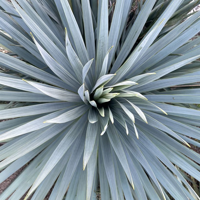 Yucca filamentosa × rostrata French Flag (Folhagem)