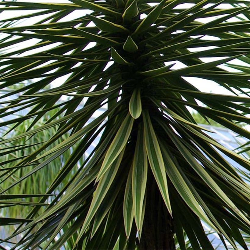 Yucca aloifolia (Folhagem)
