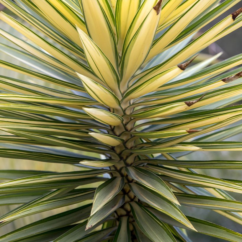 Yucca aloifolia Variegata (Folhagem)