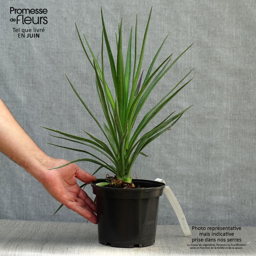 Amostra de Yucca aloifolia Vaso de 2 L/3 L tal como entregue no verão