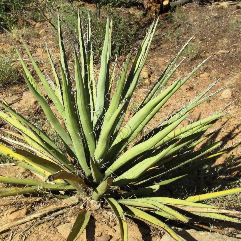 Yucca baccata (Folhagem)
