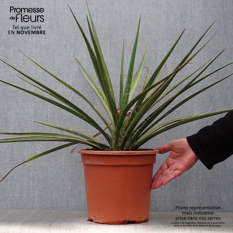 Amostra de Yucca baccata Vaso de 7,5 L/10 L tal como entregue no outono