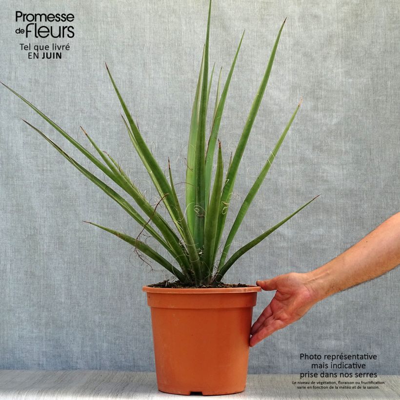 Amostra de Yucca baccata Vaso de 7,5 L/10 L tal como entregue no verão