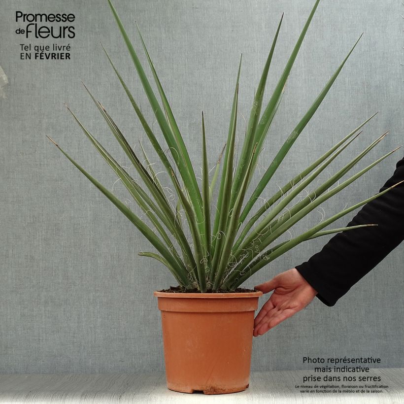 Amostra de Yucca banane - Yucca baccata Vaso de 7,5 L/10 L tal como entregue no inverno
