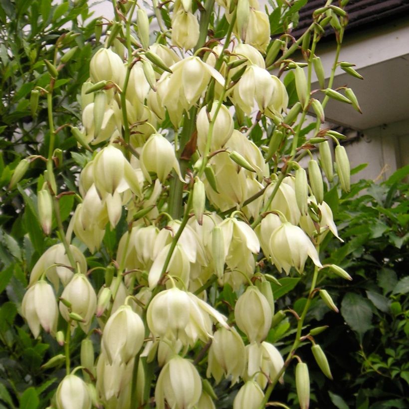 Yucca elephantipes Jewel (Floração)