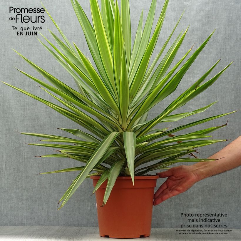 Amostra de Yucca elephantipes Jewel Vaso de 7,5 L/10 L tal como entregue no verão