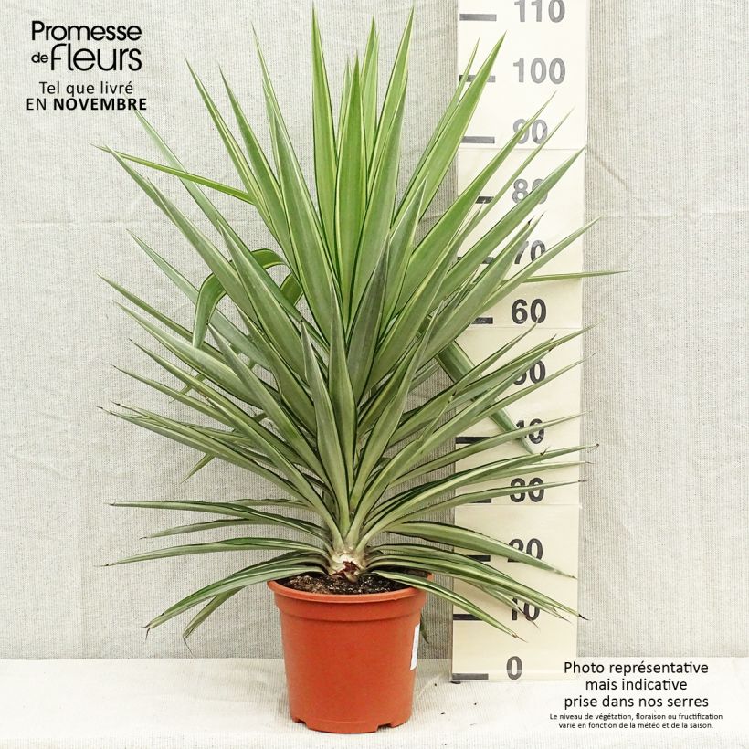 Amostra de Yucca elephantipes Jewel Vaso de 7,5 L/10 L tal como entregue no outono