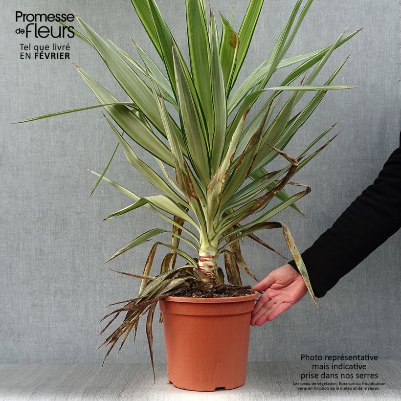 Amostra de Yucca elephantipes Jewel - Yucca pied d'éléphant panaché Vaso de 7,5 L/10 L tal como entregue no inverno