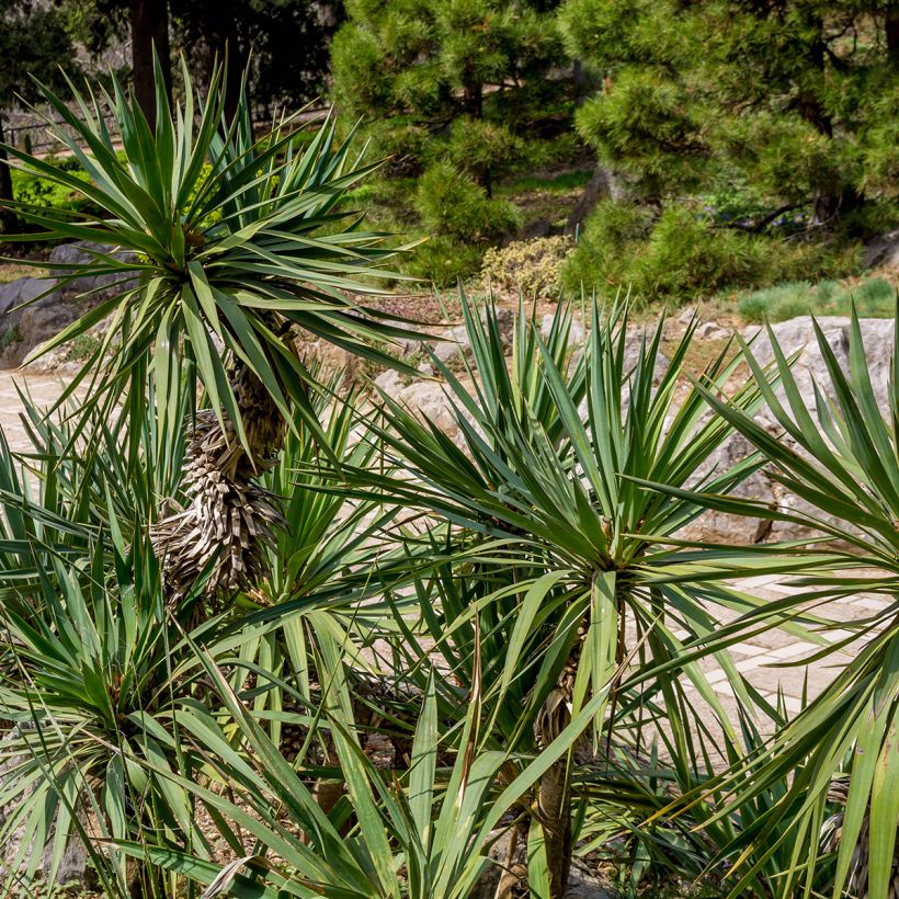 Yucca elephantipes (Folhagem)