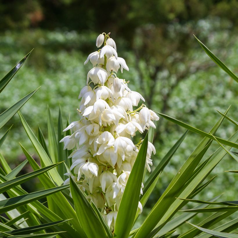 Yucca elephantipes (Floração)
